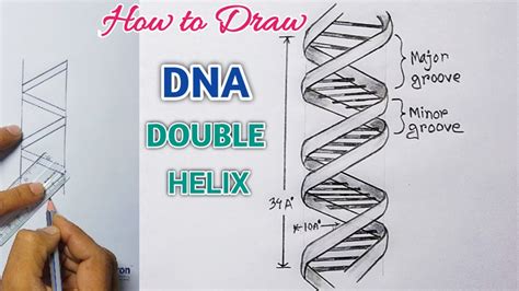 helices in Tagalog .